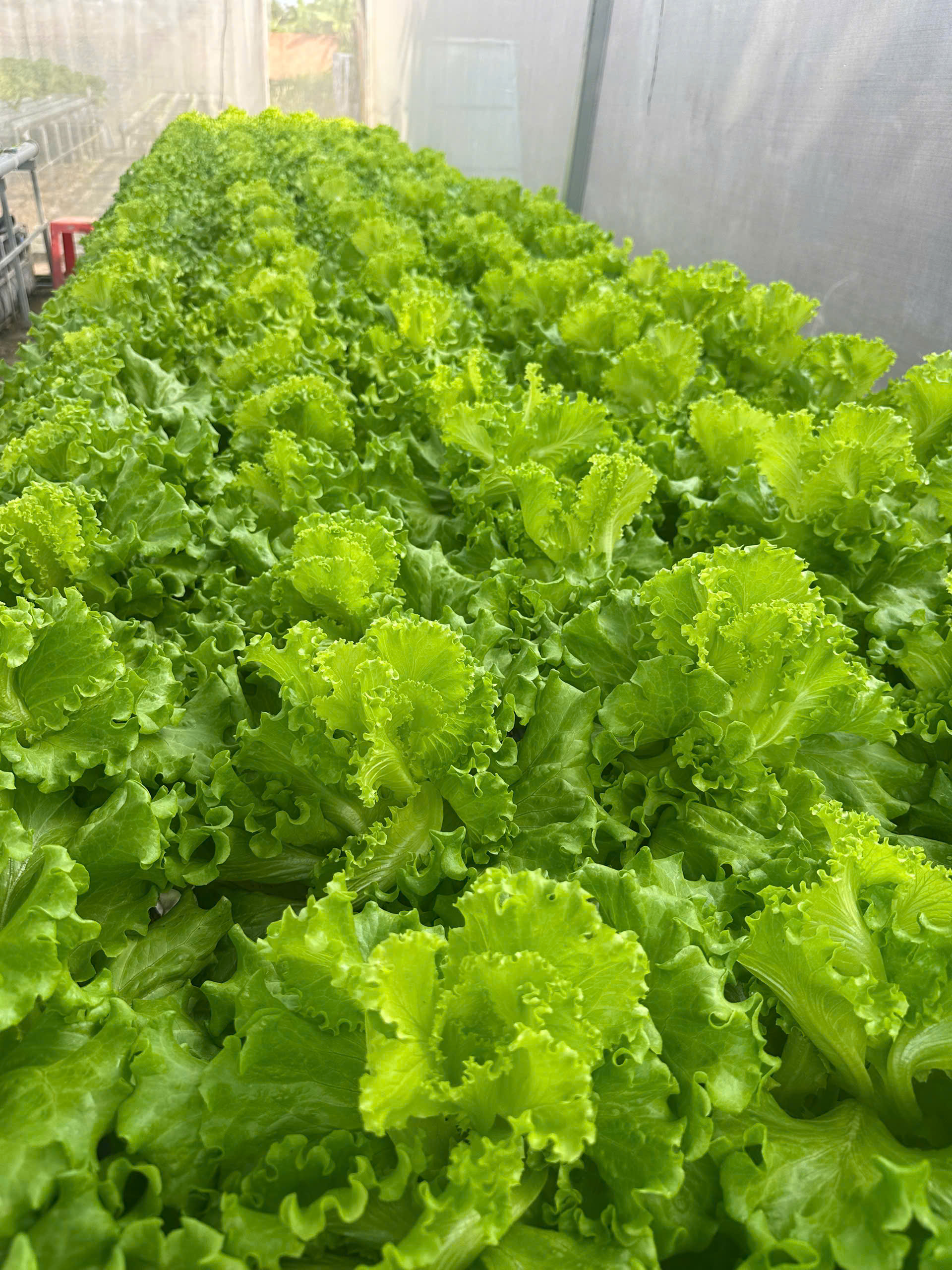 Rau xà lách sạch thủy canh